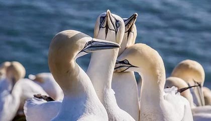 媒体人：约克绝杀类似科比当年绝杀国王 边线接球都有踮脚尖动作