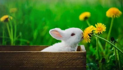 乐鱼体育入口：开启体育激情的新纪元，畅享无界胜景